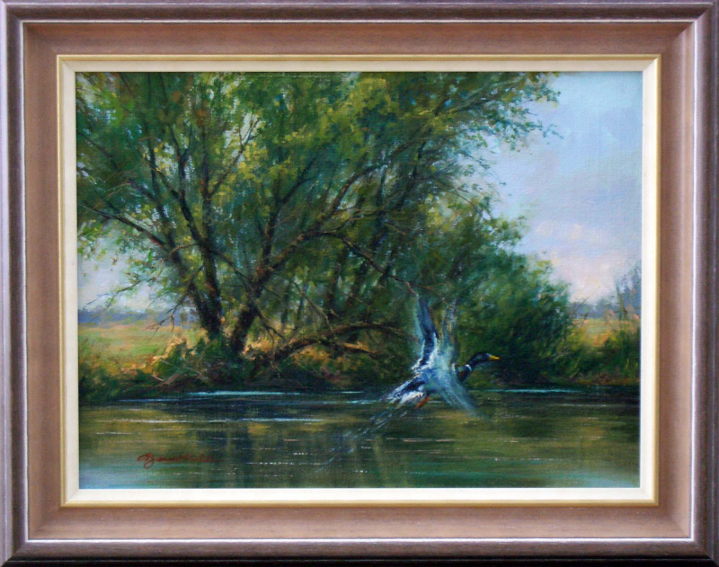 Erpel auf der Lahn