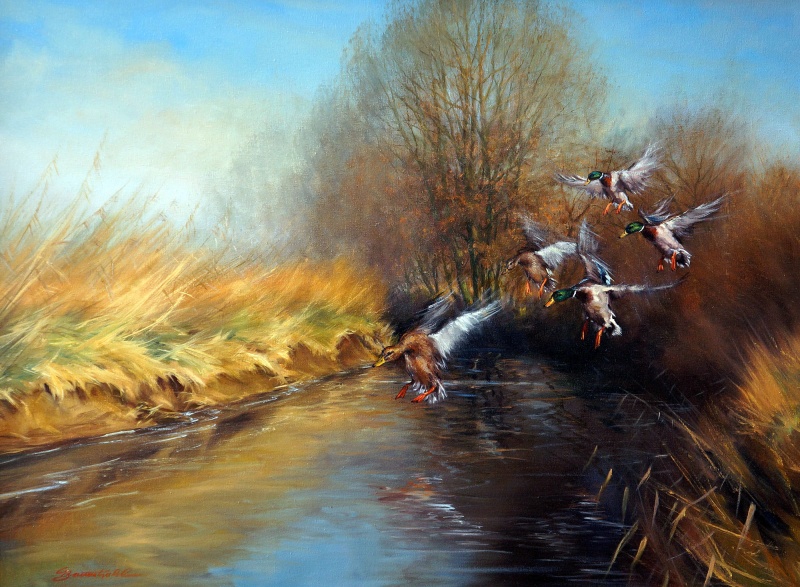 Einfallende Wildenten an der Lahn