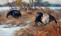 Birkhahnbalz im Hochmoor