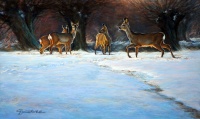 Rehe bei den Kopfweiden