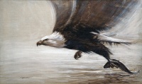 Weisskopfseeadler mit Fisch