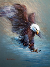 zupackender Weißkopfseeadler